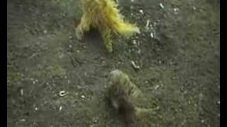 Crazy Hairy Frogfish [upl. by Ert82]