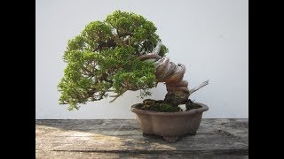 Juniper Bonsai Juniperus [upl. by Einafets192]