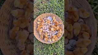 Hatch eggs without incubator 100 real video  Egg incubator without electricity Sunlight hatching [upl. by Elamrej]