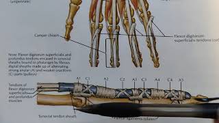 Fibrous Flexor Sheaths and Synovial Flexor Sheaths [upl. by Naitsirc]