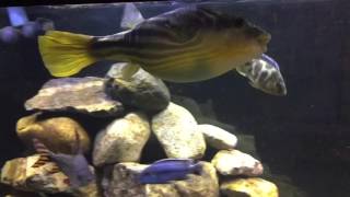 Big Fahaka Puffer fish and African Cichlids [upl. by Carol-Jean]