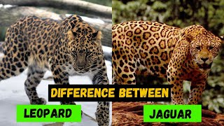 What are the Difference Between a Jaguar and a Leopard  Comparison and Hidden Facts [upl. by Anilra]