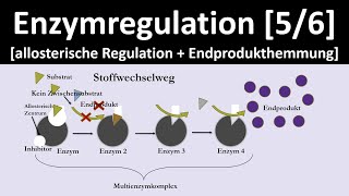 Allosterische Regulation  Endprodukthemmung  Enzymregulation 56  Biologie Oberstufe [upl. by Brodench]