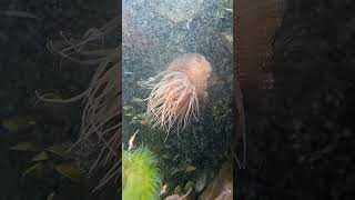 Sea Anemone at Baltimore Aquarium [upl. by Rezal]