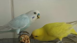 Casal de Periquito Cantando FELIZ  Budgies Singing Sound 2024  Dişi Muhabbet Kuşu Sesi [upl. by Lavina]