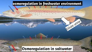 Osmoregulation in Fresh Water Animals Class 12 Biology  advance knowledge [upl. by Doone]