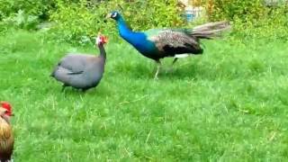 Peacock vs guinea fowl [upl. by Dosh]