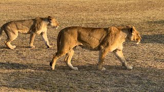 Avventure nel mondo  Safari Australe Ovest  Botswana game drive nella Moremi Reserve [upl. by Anirahs]