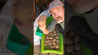 Tips for Curing Potatoes Before Storing 🥔 [upl. by Capriola]