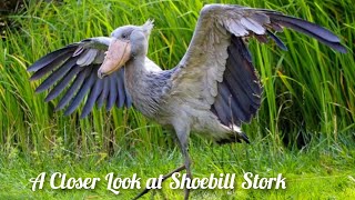 The Unusual Shoebill Stork A Delightfully Strange Bird in the Animal World [upl. by Auoy]