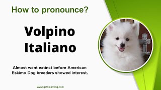 How to pronounce Volpino Italiano in English Correctly [upl. by Morris]