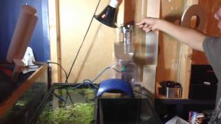 How to Hatch Grow and Raise Brine Shrimp [upl. by Moss]