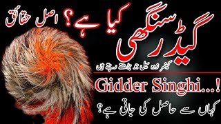 Gidar singhi ki pehchan  Gidder singhi ki haqeeqat kya hai  siyar singhi  گیڈر سنگھی کیا ہے [upl. by Alma257]