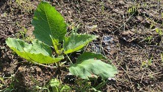 My Farm Activities Planting Eggplant 1st Season March 2024 [upl. by Ttocserp]