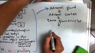 Aldosterone hormone [upl. by Mick]