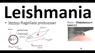 Parasitology 061 a Leishmania donovani leishmaniasis Kala azar Sand fly Amastigote ProMastigote [upl. by Onitnelav]