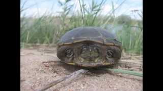 Mud Turtle swimming underwater [upl. by Bertsche]