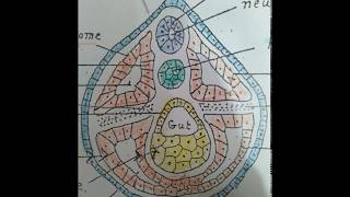 عملية تكوين الاعضاء Organogenesis of Toad [upl. by Valida]