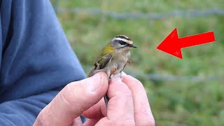 Top 10 Smallest Birds In The World [upl. by Kablesh]