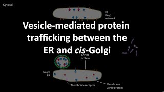 Vesicle mediated protein trafficking between the ER and cis Golgi [upl. by Melquist]