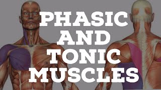 Phasic and tonic muscles [upl. by Evreh]