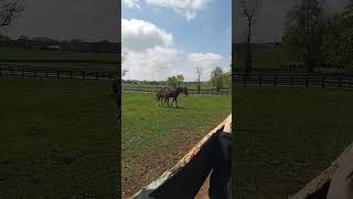 Mare and foal Lanes End Farm Versailles KY April 2024 [upl. by Rahel903]