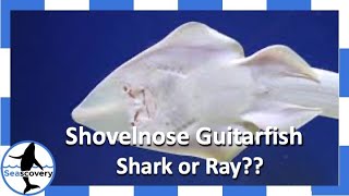 Shovelnose Guitarfish Rhinobatos productus shark or ray [upl. by Remington]