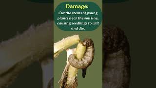 Cutworm damages and control mechanism in Tomato cultivation [upl. by Dranrev36]