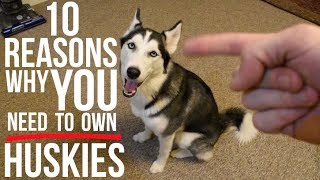 10 Reasons To Choose A Siberian Husky As Your Pet [upl. by Sayed569]