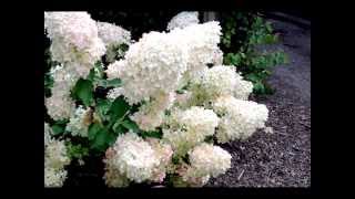 Hydrangea paniculata Phantom [upl. by Hereld349]