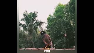 বাড়িতে কে এসেছে জিজ্ঞাসা করা ঝুম।।jhum shorts vlog birdslover salikh cute [upl. by Ella]