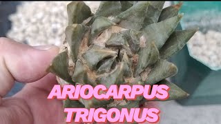 Ariocarpus Trigonus [upl. by Eilojne]