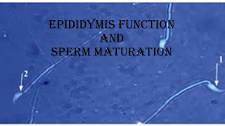 10 epididymis structure and maturation of sperm [upl. by Haidej477]