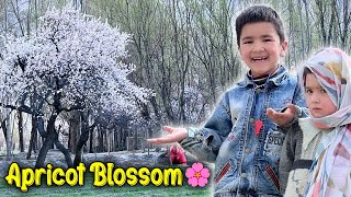 Spring Season in My Village 😱 Apricot Blossom 🌸  Khobsurat Nazara 🤩 [upl. by Harwin]