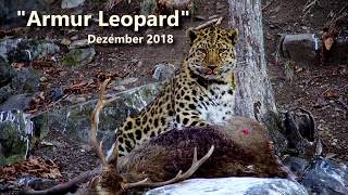 DIAMIR  Russland  AmurLeopard [upl. by Raffarty]