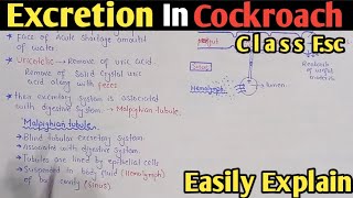 Excretion In Cockroach  Malpighian Tubules  Class 12 Biology [upl. by Anehta669]