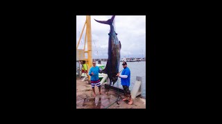 How to kill a Marlin  Fishing in Hawaii [upl. by Allyce]