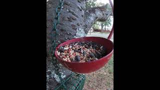 Dove Eventually Realized It Is Too Big For The Feeder [upl. by Docilu327]