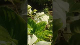 Mussaenda white flower  maadithottam flowers gardening garden shorts reels trending [upl. by Maharva]