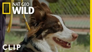 Building Trust with Todd  Cesar Millan Better Human Better Dog [upl. by Gill]