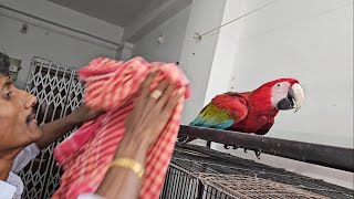 How to Catch Big Parrot Macaws Cockatoos Easily  Biting Power Of Big Parrots [upl. by Graces]