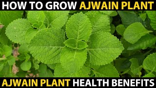 How to Grow AJWAIN PLANT at Home  MEXICAN MINT Medicinal Uses [upl. by Adoh]