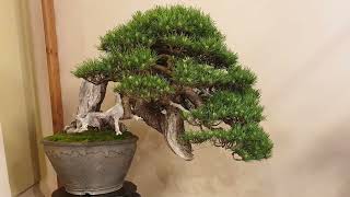 Arco Bonsai Show 2024 🇮🇹 [upl. by Ttenneb10]