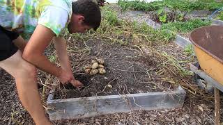 100 Pounds Of Potatoes From 48 Square Feet Largest Harvest To Date [upl. by Lindsley]