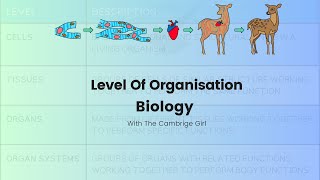 MUST WATCH Organisation of cellsBIOLOGY  Stage 7 amp IGCSE BIOLOGY 06100970 [upl. by Naed582]