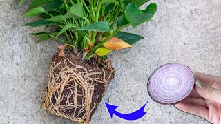 Please do this urgently Anthurium will bloom like crazy and produce lots of roots [upl. by Areip732]