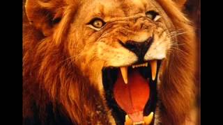 Lion Roar Sound Effect [upl. by Janenna]