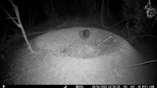 Shortbeaked Echidna Tachyglossus aculeatus exploring the leaf litter on the Malleefowl mound [upl. by Ran]