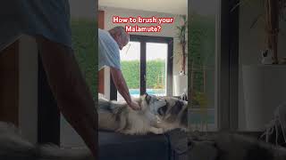 How to Brush Your Malamute while playing malamute husky grooming [upl. by Lutim]