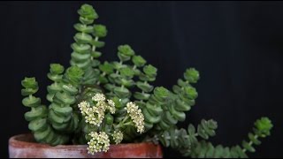 Crassula rupestris  FelsenDickblatt Jade Neckless [upl. by Eulalee]